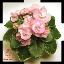 بنفشه آفریقایی Sassy Sister