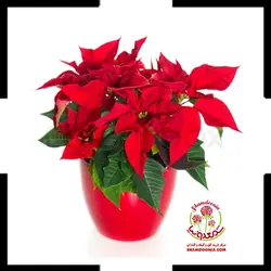 بنت قونسول ( کریسمس )