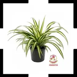 گیاه گندمی با گلدان پلاستیکی