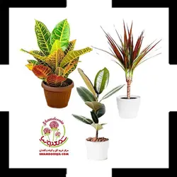 پکیج کادویی گل و گیاه