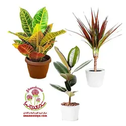 پکیج کادویی گل و گیاه