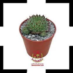 کاکتوس سمپریوم لب ماتیکی
