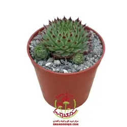 کاکتوس سمپریوم لب ماتیکی