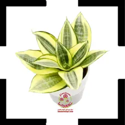 سانسوریا پاکوتاه ابلق