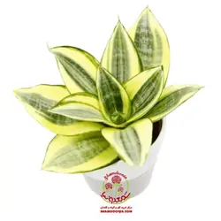 سانسوریا پاکوتاه ابلق