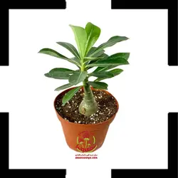 کاکتوس آدنیوم سایز دوازده