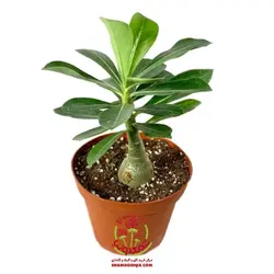 کاکتوس آدنیوم سایز دوازده