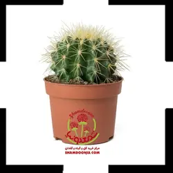 کاکتوس اچینو سایز هشت