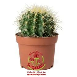 کاکتوس اچینو سایز هشت