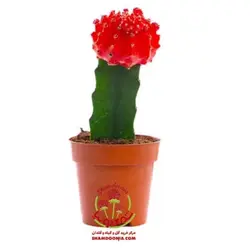 کاکتوس ژمینو