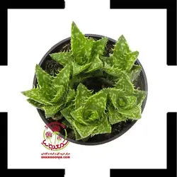 کاکتوس آلوئه جوونا