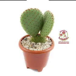 کاکتوس اپونتیا سایز هشت