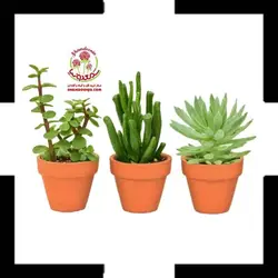 سه کاکتوس های ساکولنت سایز هشت