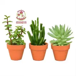 سه کاکتوس های ساکولنت سایز هشت