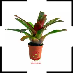 گیاه نیدولاریوم