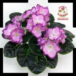 بنفشه آفریقایی لوکینگ گلس