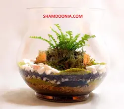 تراریوم طرح دلخوشی سبز