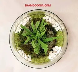 تراریوم طرح دلخوشی سبز