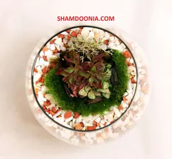 تراریوم طرح قدم نورسيده