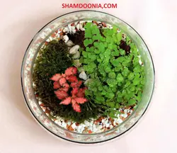 تراریوم طرح نامزدى