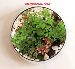 تراریوم طرح آشتى