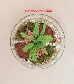 تراریوم طرح فارغ التحصيلى