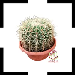 کاکتوس اچینو ۱۴