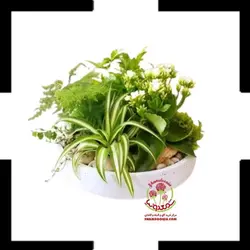 دیش گاردن صدف دریایی