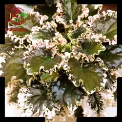 بنفشه آفریقایی گل سفید چین چین