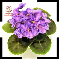 بنفشه آفریقایی