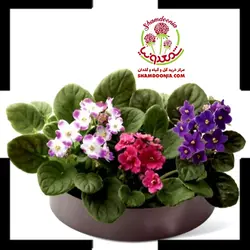 بنفشه  آفریقایی