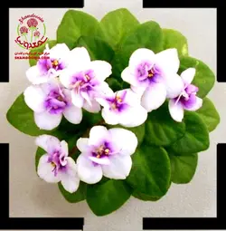 بنفشه آفریقایی گل سفید