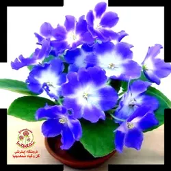 بنفشه آفریقایی گل بنفش