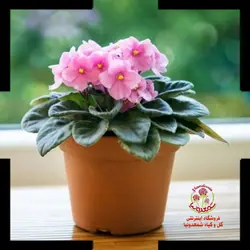 بنفشه آفریقایی گل صورتی