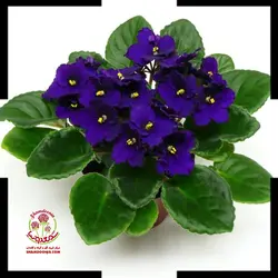 بنفشه آفریقای