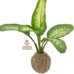 کوکداما دیفن باخیا