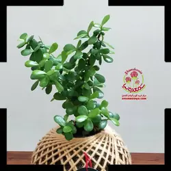 کوکداما کراسولا خرفه