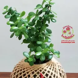 کوکداما کراسولا خرفه