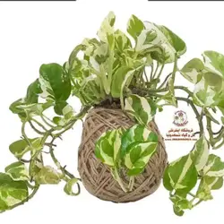کوکداما پتوس ابلق