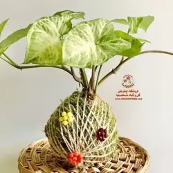 کوکداما سینگونیوم