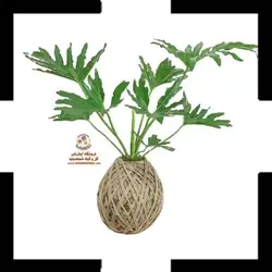کوکداما فیلندرون برگ انجیری