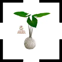 کوکداما بابا آدم / فیلگوش