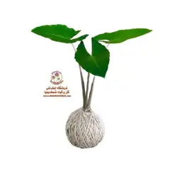 کوکداما بابا آدم / فیلگوش