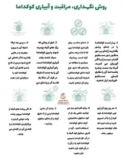 کوکداما شامادورا