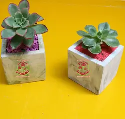 ساکولنت با گلدان بتنی مربع دو عدد