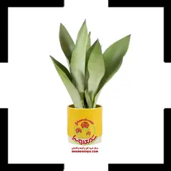 سانسوریا نقره ای ( سیلور )