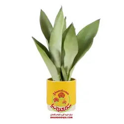 سانسوریا نقره ای ( سیلور )