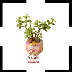 کراسولا خرفه در گلدان بتنی شش ضلعی