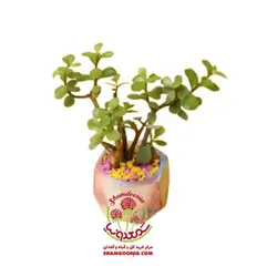 کراسولا خرفه در گلدان بتنی شش ضلعی