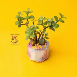 کراسولا خرفه در گلدان بتنی شش ضلعی